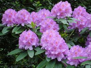 Ako sa rododendrony používajú v záhradnom dizajne