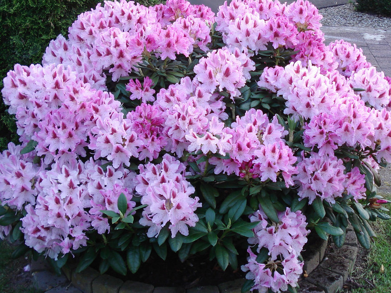 Rhododendron: planting, stell og dyrking