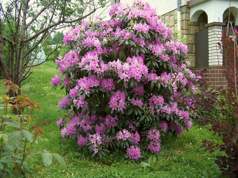 Lush rhododendron bush