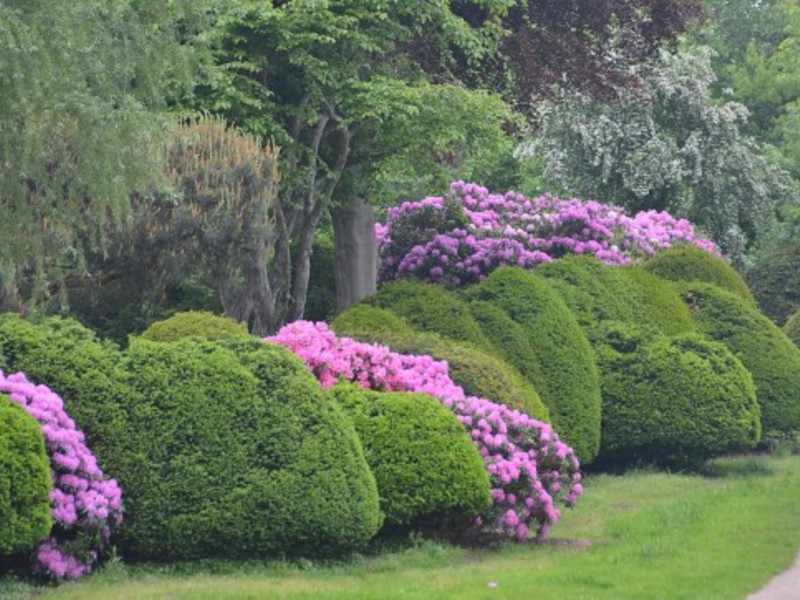 Mga shrub sa hardin rhododendron