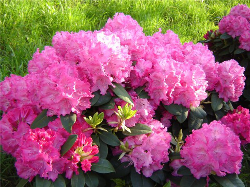 Hoe lang bloeit rododendron