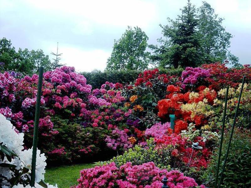 Rhododendron de grădină