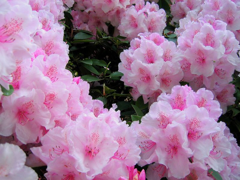Rhododendron: การปลูกการดูแลและการเพาะปลูก