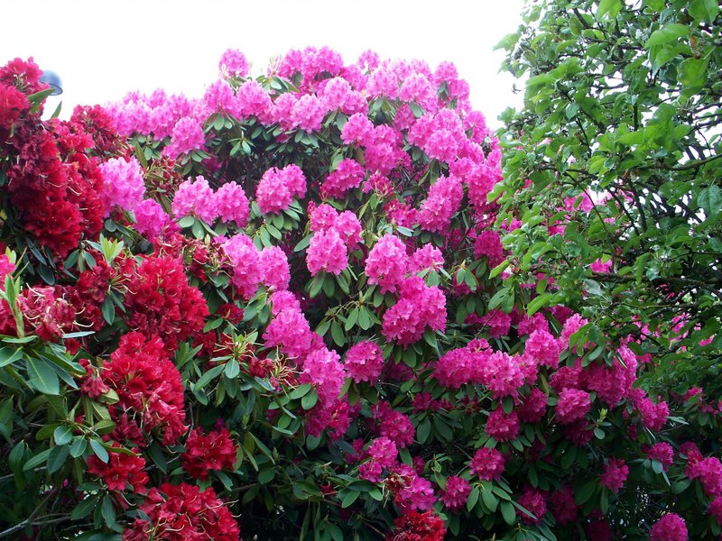 Wie man einen Rhododendron gießt
