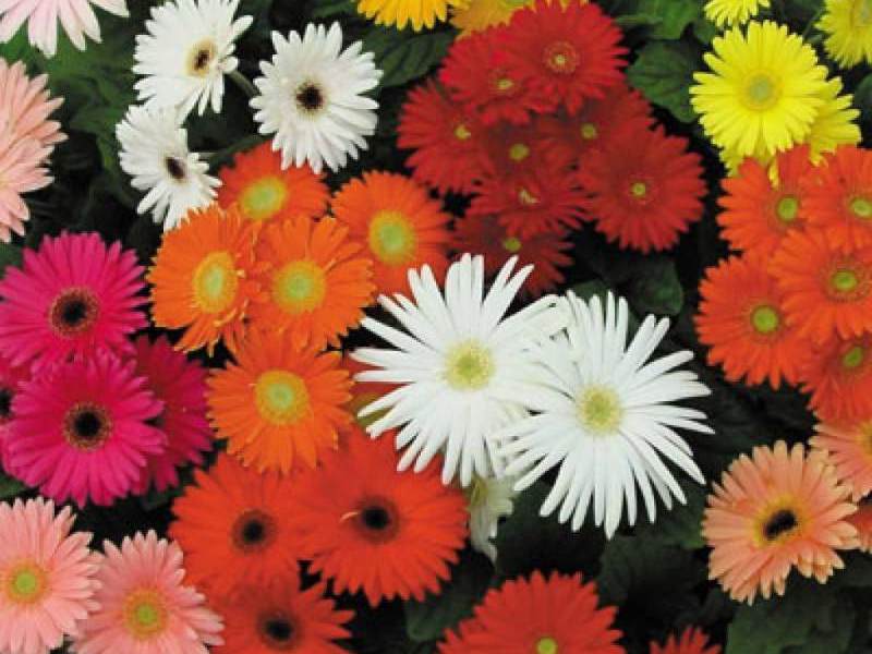 Mitä värejä gerbera kukkii