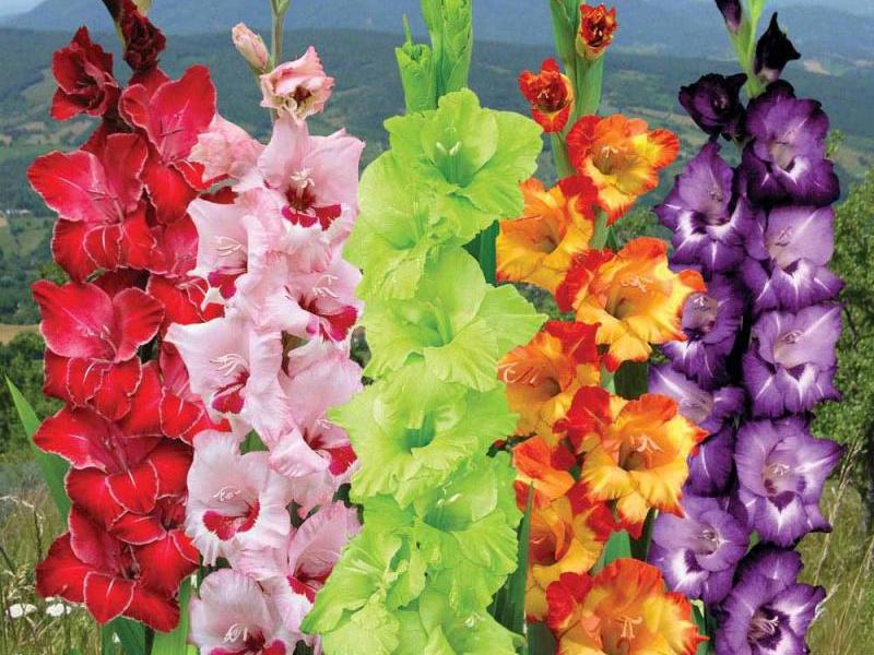 Sorten und Arten von Gladiolen