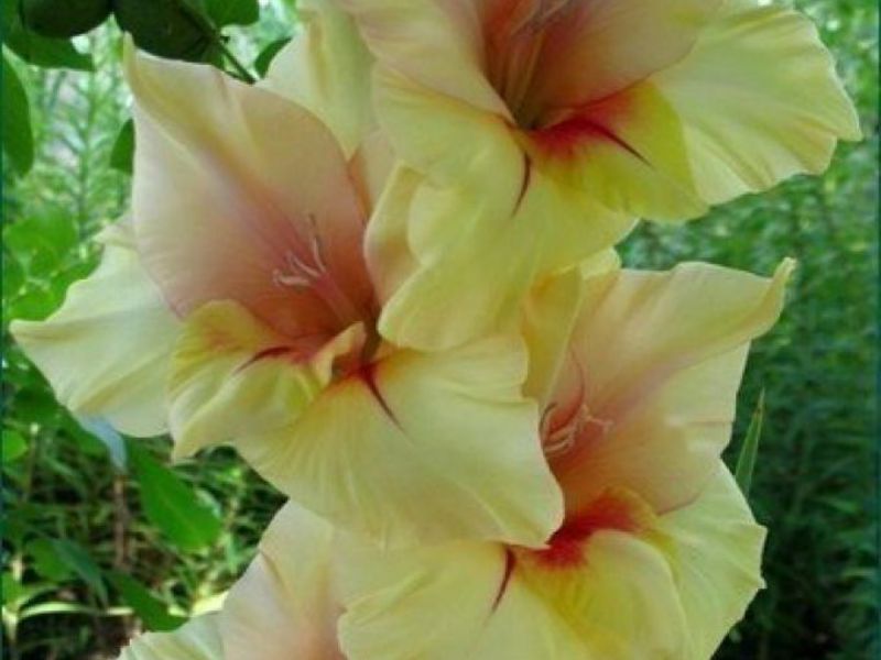 Prekrasan cvijet gladiola