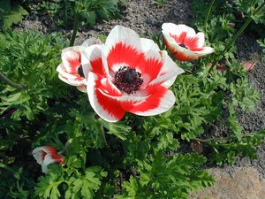 Plantmethoden voor anemonen