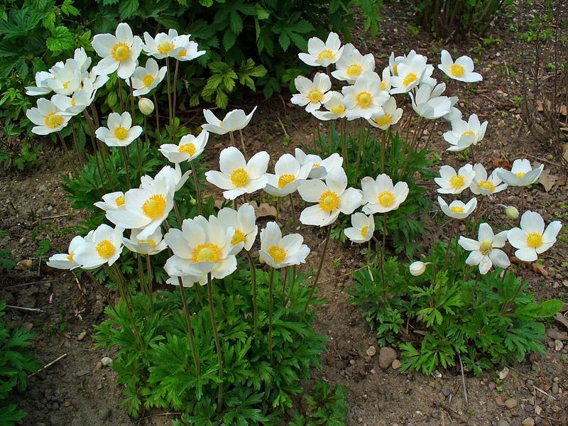 De vakreste varianter av anemoner