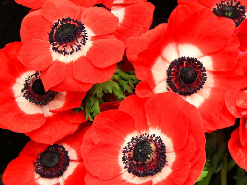 Tipi di anemone