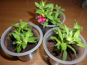 Piantine di calibrachoa in primavera prima di piantare nel terreno.