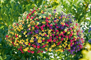Kalibrachoa sodo puode - gražios gėlių lovos.