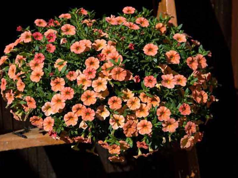 Calibrachoa môže rásť v kvetináčoch doma