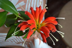 Kaip žydi eschinanthus