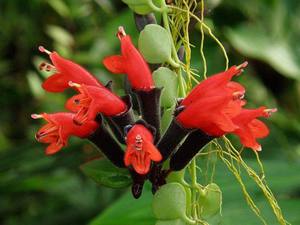 Cvijet sorte Aeschinanthus