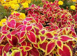 Coleus de hojas rojas: una de las variedades de una planta con flores