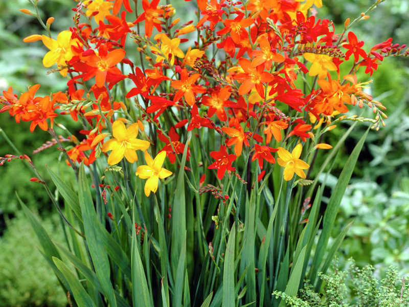 Der japanische Gladiolus ist eine sehr schöne Blume.