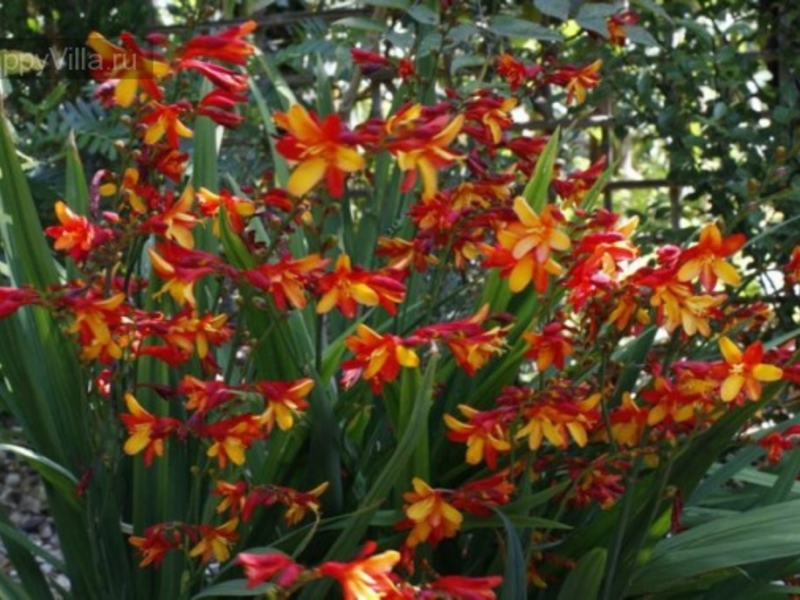 Montbrecia multicolore dans leur chalet d'été.