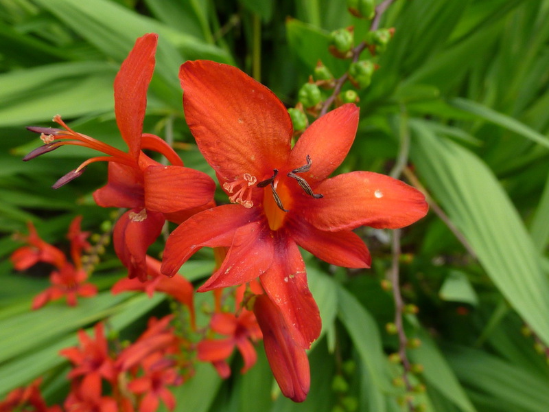 Montbrecia - detailná fotografia kvetu.