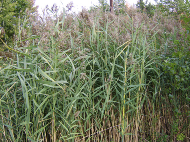 Reed arter