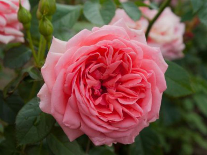Флорибунда аромат на роза