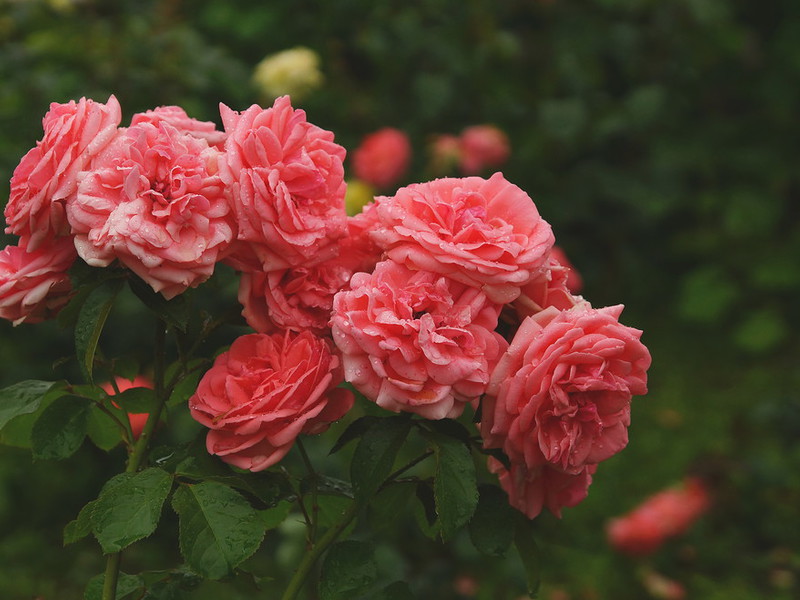 Как правилно да поливаме рози флорибунда