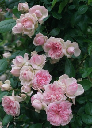 Флорибунда рози в градината