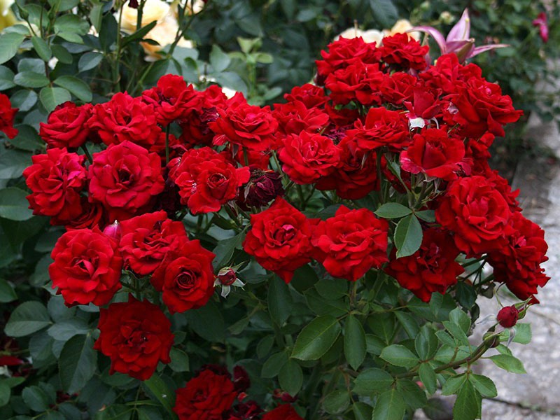 Каква е особеността на грижата за розите флорибунда
