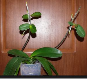 Come trapiantare la phalaenopsis