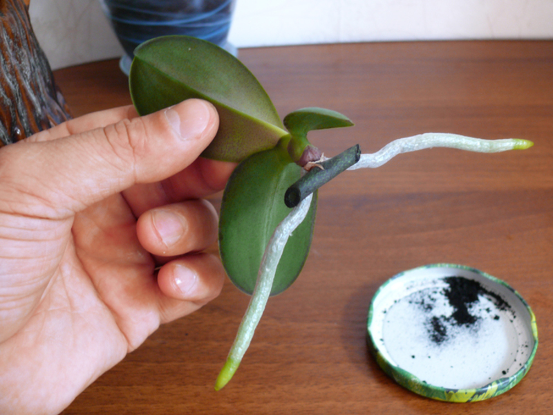 Размножаване на орхидея