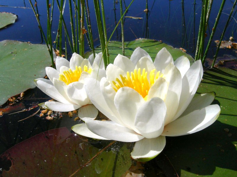 وصف نبات زنبق الماء الأبيض