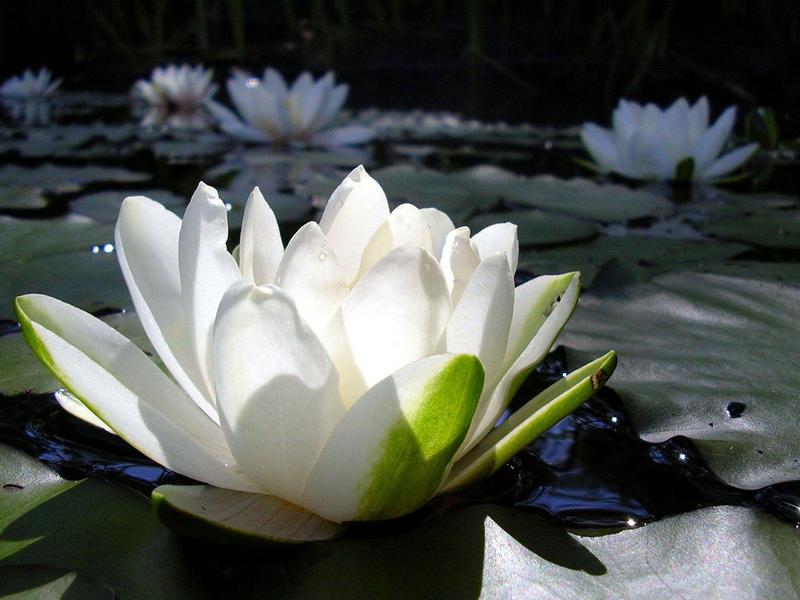 Graži balta vandens lelija