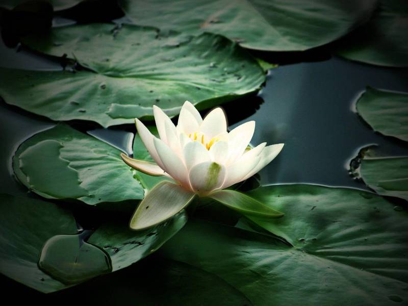 Water lily purong puti