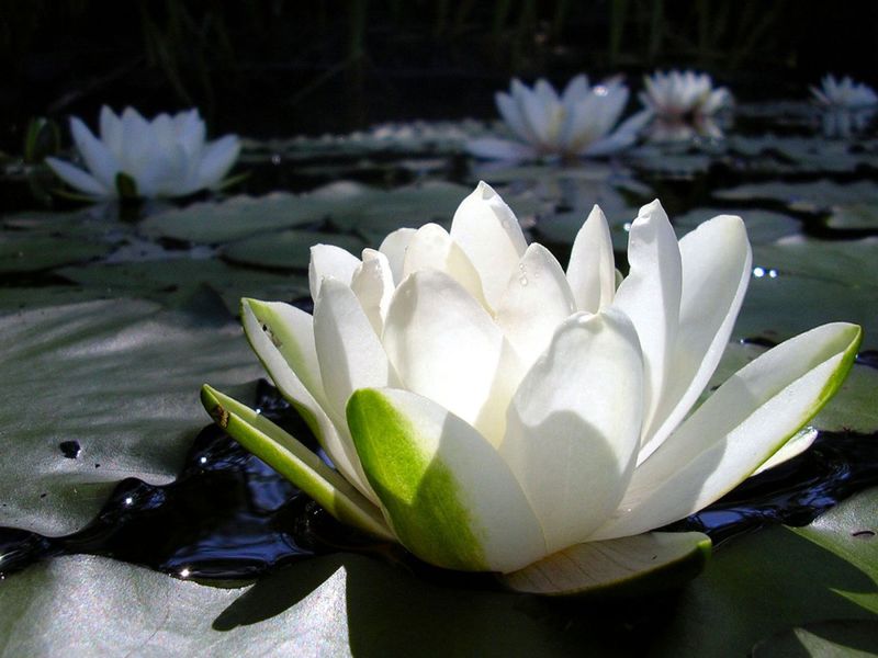 Witte waterlelie plant