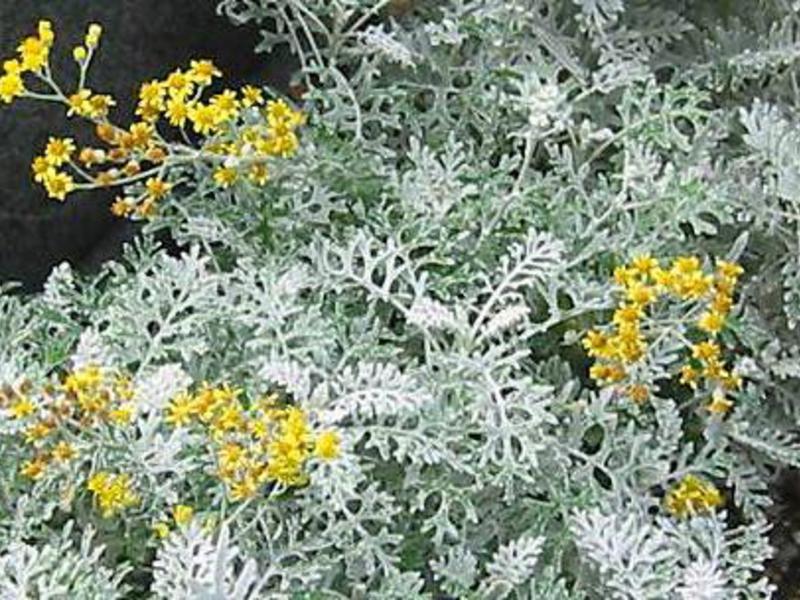 Bagaimana bunga cinerarium digunakan