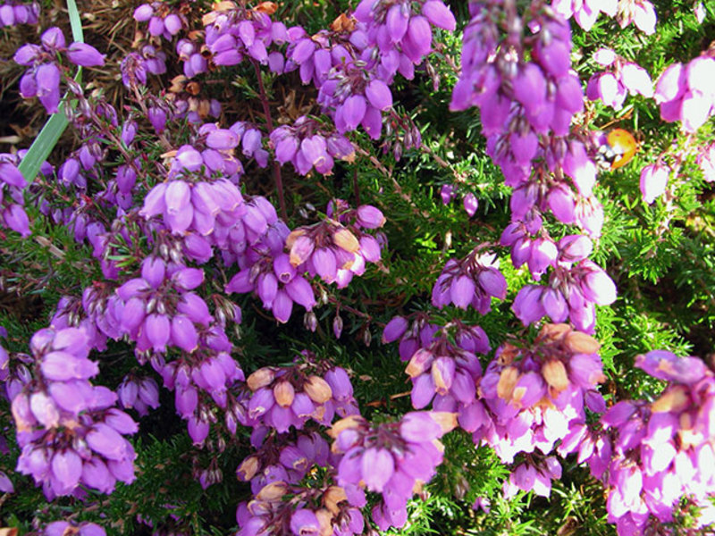 Calluna vulgaris yra lotyniškas paprastojo viržių pavadinimas.