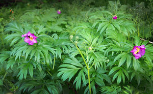 تنمو نباتات الفاونيا المراوغة بشكل أكثر نشاطًا في ألتاي.