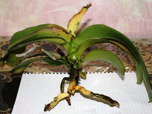 Orkidérødder uden for jorden vises på billedet