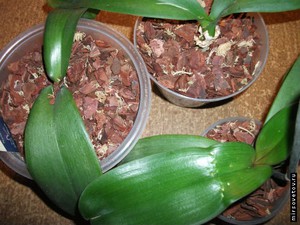Orchideebloemstengels worden op de foto getoond