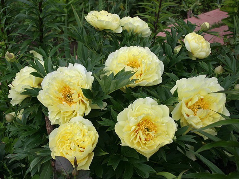 Ένα λουλούδι με ευχάριστο ανοιχτό κίτρινο τόνο