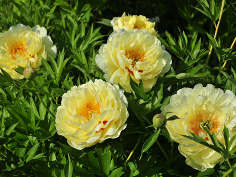A special variety of peonies