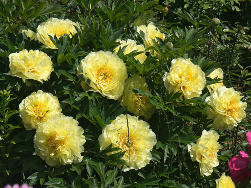Peonie gialle