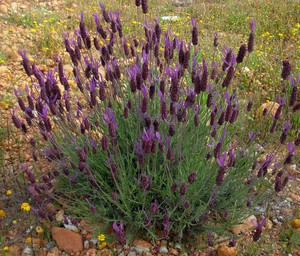 Lavendel planten en verzorgen