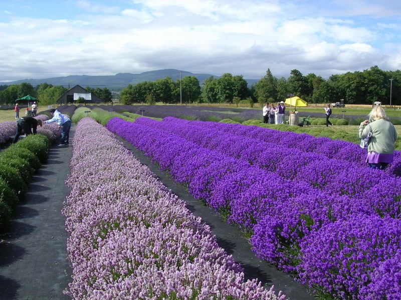 Mga paraan upang mapalaganap ang lavender