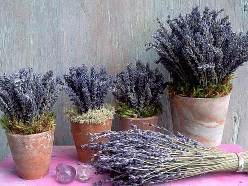 Paano mapalago ang lavender sa bansa