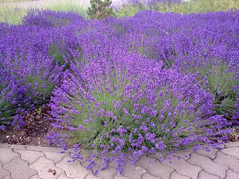 Pag-aalaga ng lavender