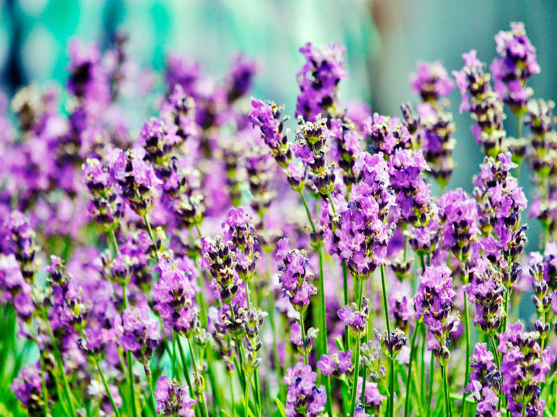 Garden lavender