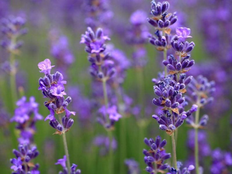 Paano ginagamit ang lavender