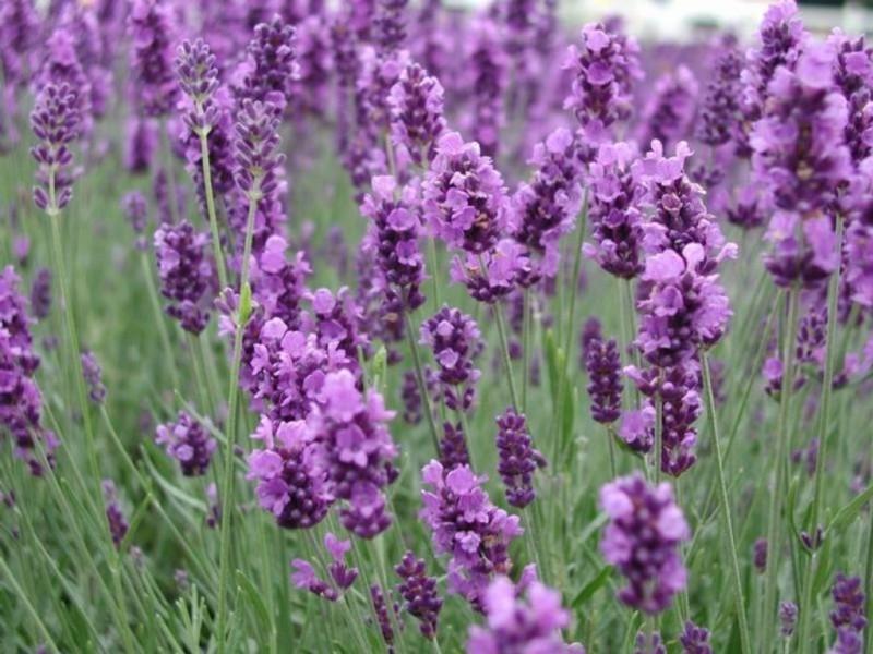Pag-aalaga ng lavender