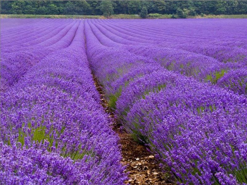 Groeiende aromatische lavendel